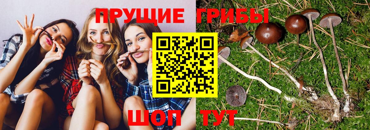 Галлюциногенные грибы Cubensis  как найти   Зима  Псилоцибиновые грибы мухоморы  Вход с VPN 